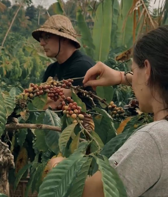 Pengalaman Memetik Kopi Robusta di Pupuan – Musim Panen Juni hingga Agustus